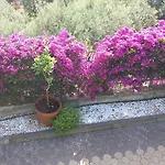 Victoria, * Taormina